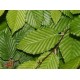 Bach Flower Remedies for Animals - Hornbeam